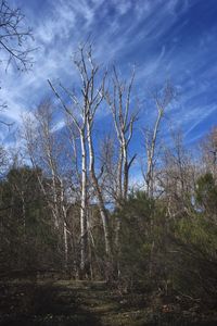 Bare trees in forest against sky