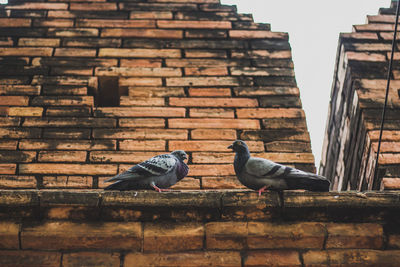 Low angle view of pigeons perching on brick wall