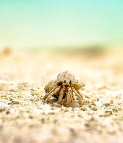 Hermit crab close-up