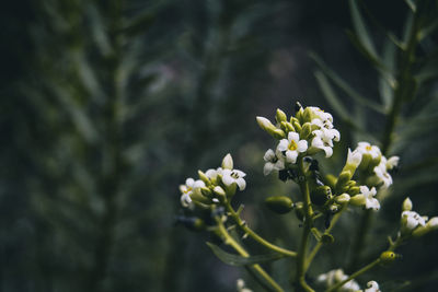 Close-up of white flowering plant