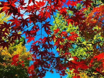 Low angle view of trees