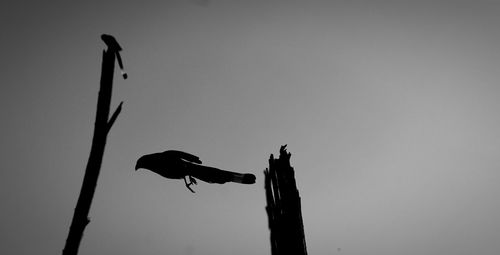 Low angle view of a bird flying