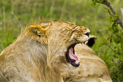 Lioness roaring on field