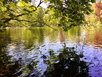 Scenic view of lake in forest