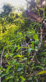 Close-up of plants