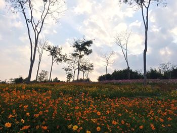 Scenic view of field against cloudy sky
