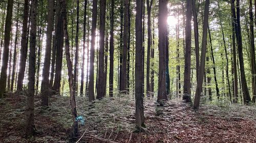 Sunlight streaming through trees in forest