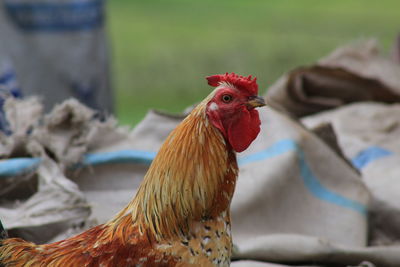 Close-up of rooster