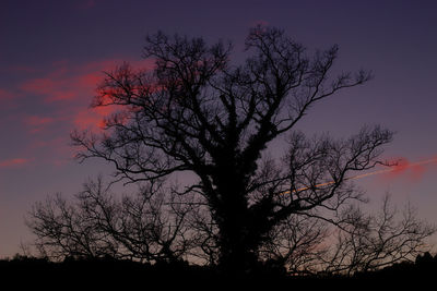 Low angle view of silhouette tree against sky