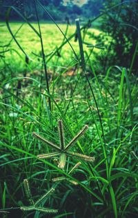 Close-up of insect on grass