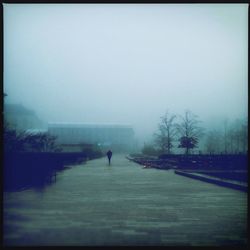 Reflection of trees in water