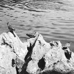 Bird perching on rock by lake