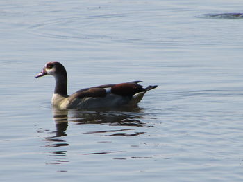 Ducks swimming on lake