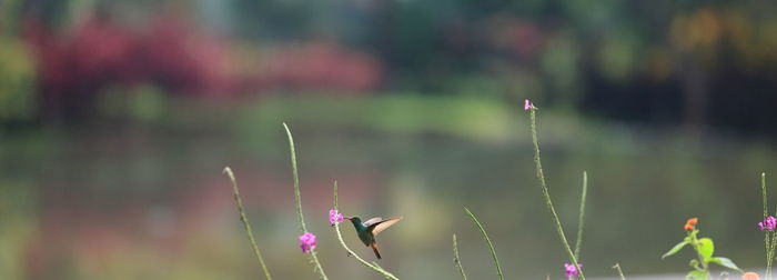 Close-up of plant against blurred background