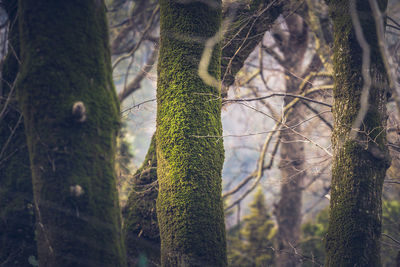 Close-up of tree trunk in forest