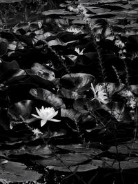 High angle view of flowering plants in lake