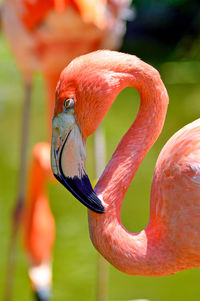 Close-up of a bird