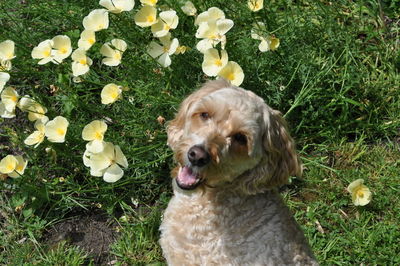 High angle view of dog on field