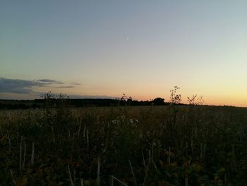 Scenic view of field against sky at sunset