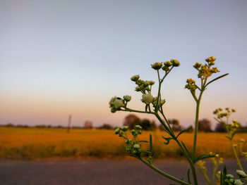 Scenic view of oilseed rape field against sky