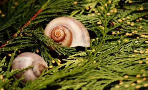 Close-up of snail on plant