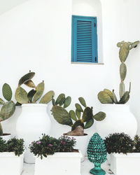 Potted plants on window of building