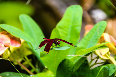 Close-up of insect on leaf