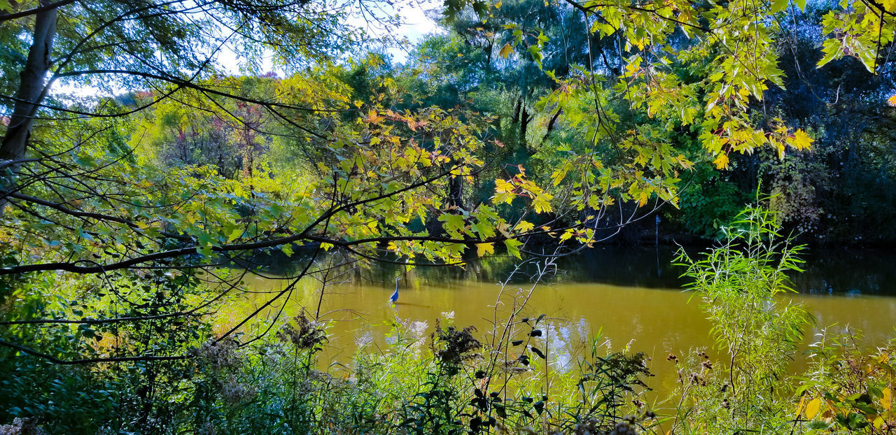 SCENIC VIEW OF LAKE IN FOREST