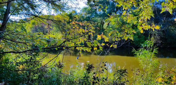 Scenic view of lake in forest during autumn