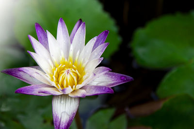 Close-up of purple water lily