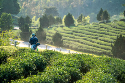 Rear view of man on farm
