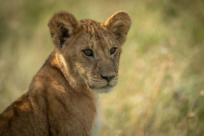 Close-up portrait of lion cub