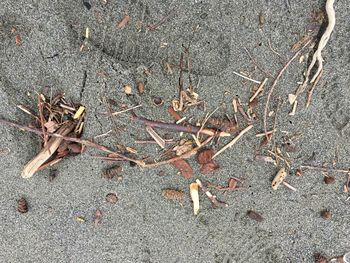 Close-up of leaves on ground