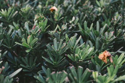 High angle view of plants growing on field