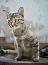 Close-up portrait of a cat