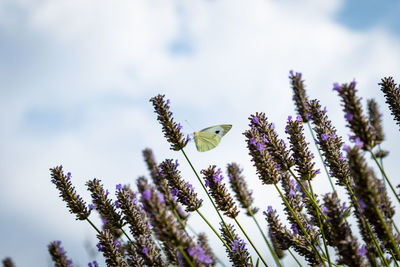 Butterfly tuscany