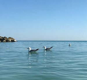 Seagulls swimming in sea against clear sky