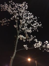 Low angle view of flower tree