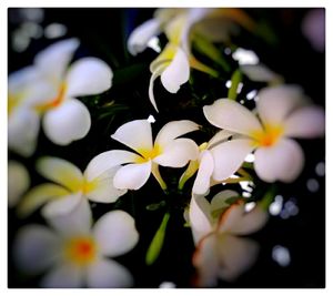 Close-up of white flowers