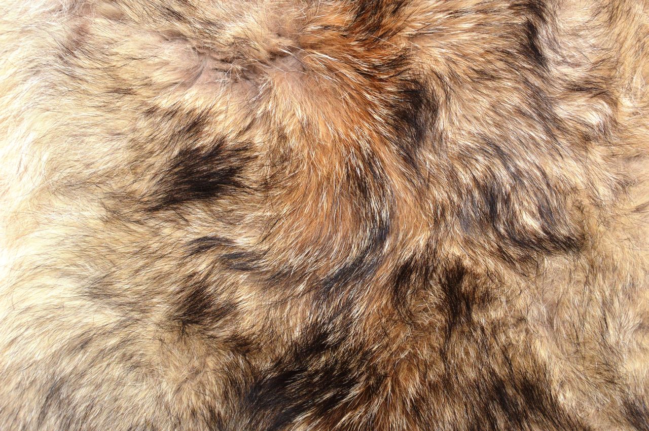 animal, fur, animal themes, mammal, one animal, animal hair, backgrounds, full frame, close-up, textile, no people, animal body part, brown, domestic animals, pet, fur clothing, textured, animal wildlife