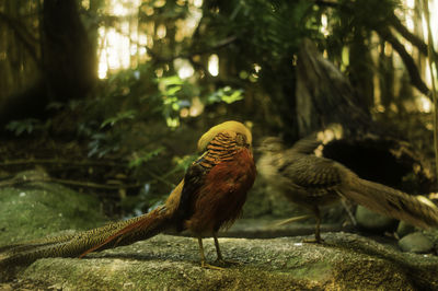 Close up of an animal