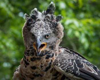 Close-up portrait of crowned eagle perching outdoors