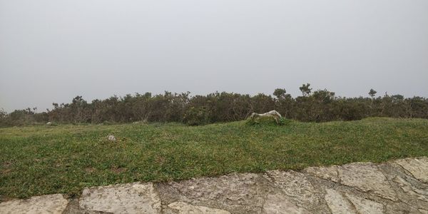 Scenic view of grassy field against sky