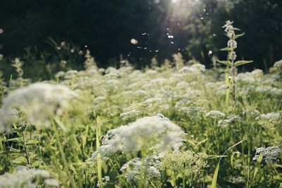 View of white flowering plants on land
