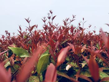 Close-up of plants growing on field against sky