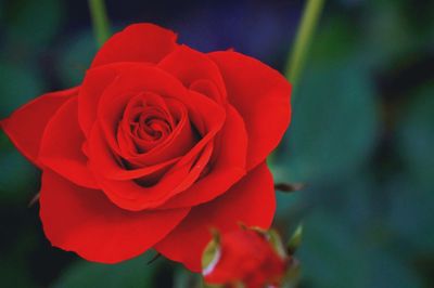 Close-up of red rose