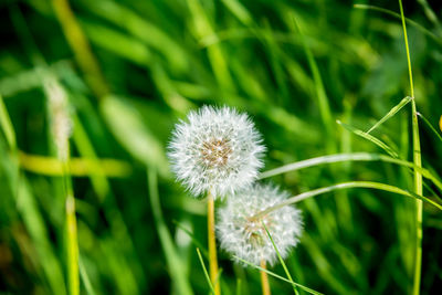 Close-up of dandelion