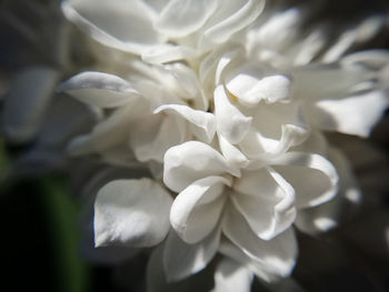 Close-up of white flowering plant