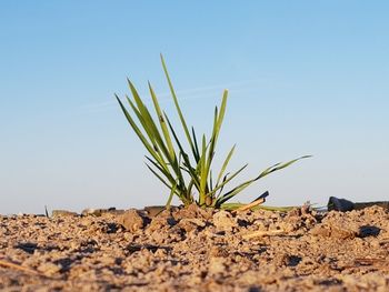 Close-up of small plant on field against clear sky