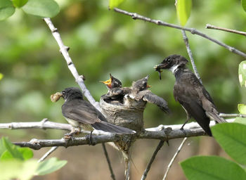 Close-up of bird perching on branch